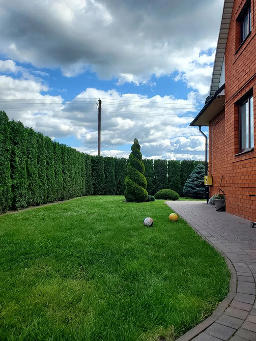 Вибір місця для посадки туї: врахування освітлення та типу ґрунту.