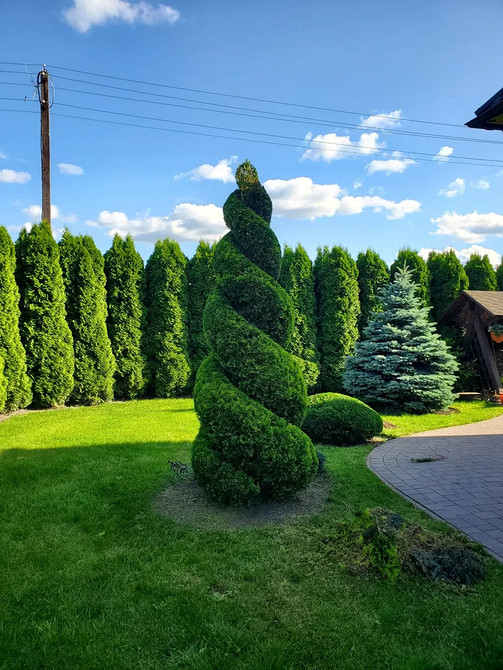 Різноманітні садові композиції з туями: поєднання кольорів та форм хвойних дерев.