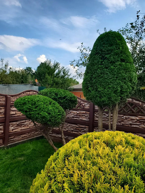Туї в ландшафтному дизайні: красиві рішення для створення живої огорожі або зеленої зони