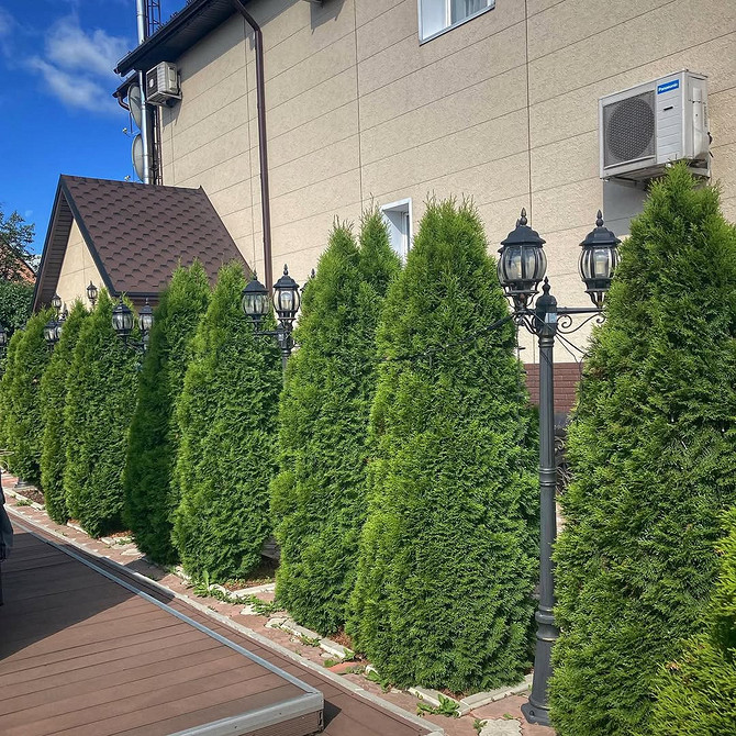 Туя в ландшафтному дизайні: приклад використання для зонування простору саду.