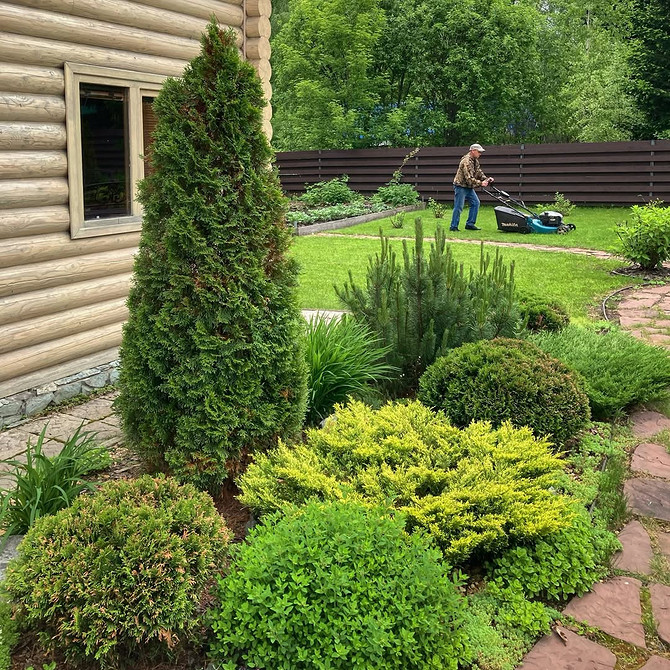 Туї в ландшафтному дизайні: ідеї для маленьких садів та великих паркових зон