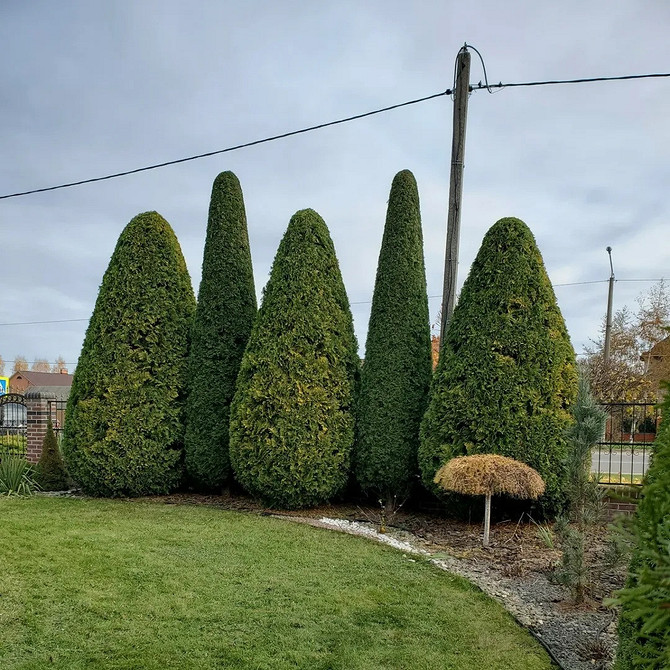 Хвойні дерева туї в ландшафтному дизайні: стильні садові рішення.