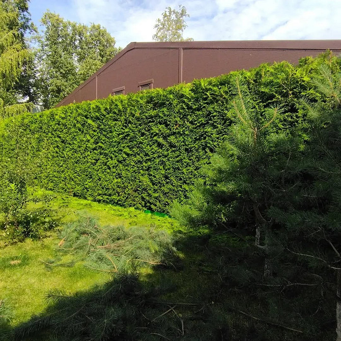 Використання туї для створення живоплоту: захист та естетика в одному рішенні.