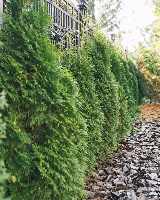 Приклад ландшафтного дизайну з використанням туї Смарагд: елегантність та зелень.