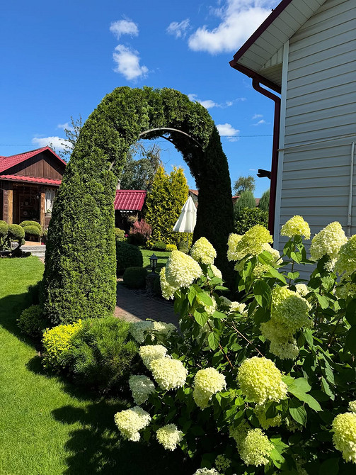 Хвойні дерева туї в ландшафтному дизайні: ідеальне рішення для будь-якого саду.