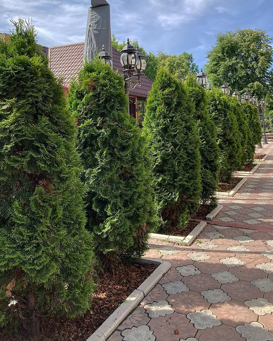 Вічнозелені туї в ландшафтному дизайні: акценти в будь-який сезон.