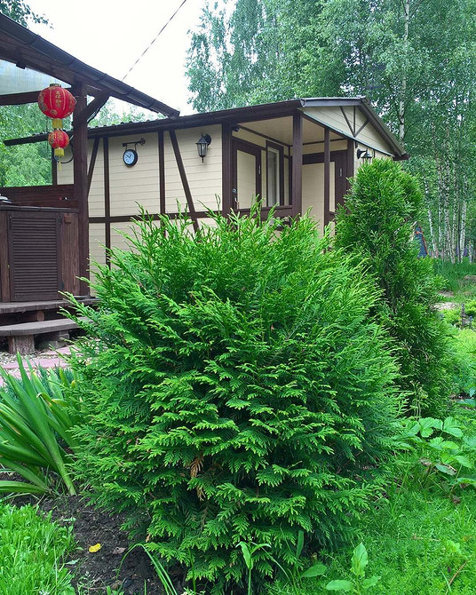 Туя в ландшафтному дизайні: поєднання різних сортів туї для створення цікавої текстури та об'єму.