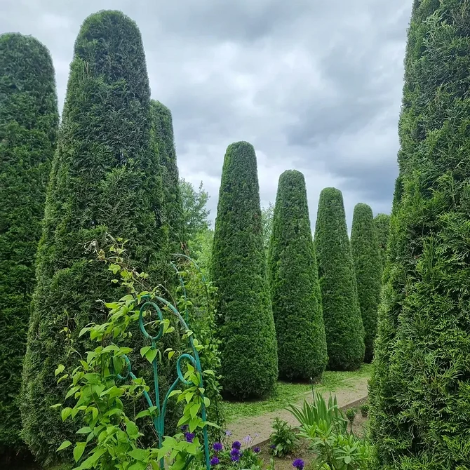Декоративні садові композиції з туями різних сортів та кольорів у ландшафтному дизайні.