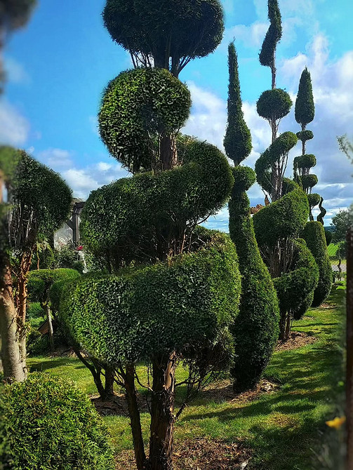 Елегантні туї в ландшафтному дизайні: ідеї для натхнення та створення унікального саду