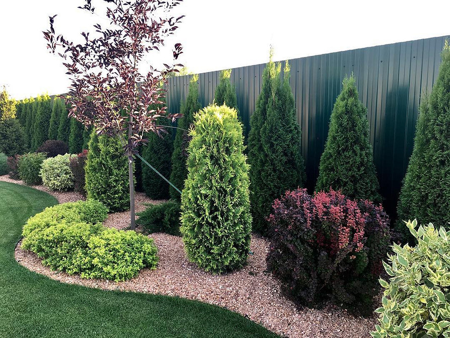 Формування туї у ландшафтному дизайні: приклад використання для зонування простору.