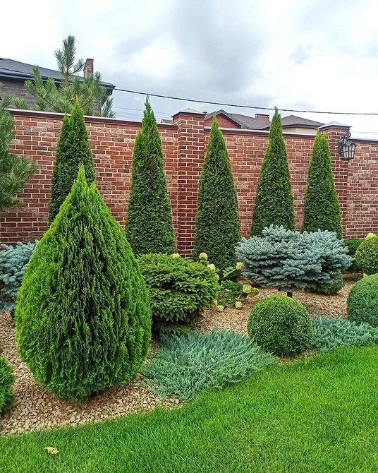 Групова посадка туй в ландшафтному дизайні для створення зеленої зони