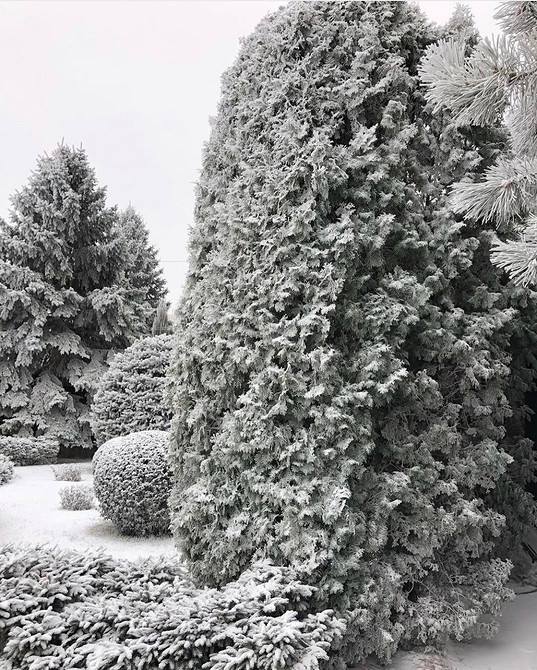 Використання туї в ландшафтному дизайні для створення живої огорожі
