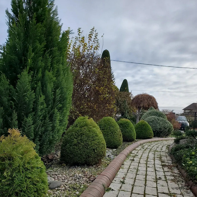 Туя в ландшафтному дизайні: стрижка кущів для створення акцентних елементів.