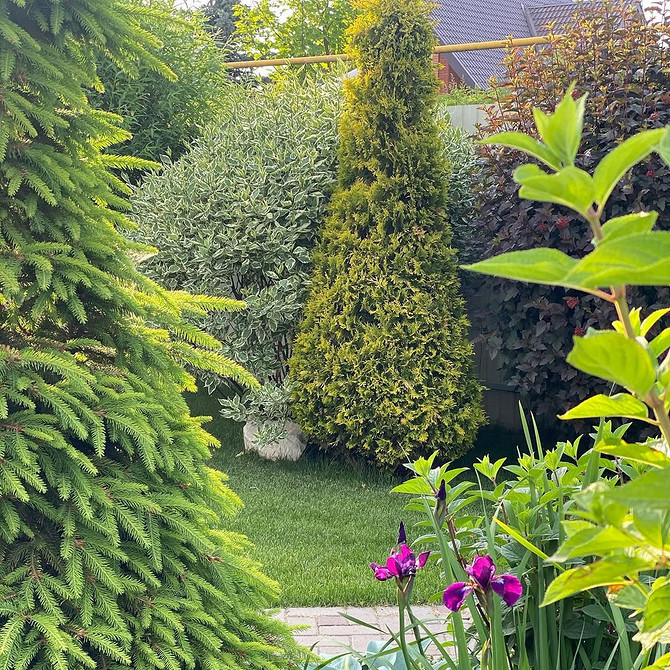 Дизайн саду з туями: використання хвойних для створення унікальних композицій.