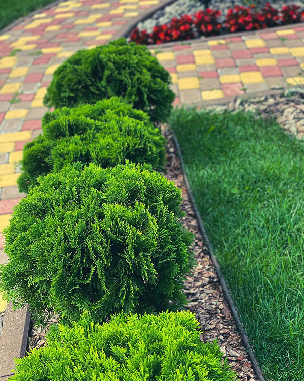 Різноманітні варіанти використання туї в ландшафтному дизайні, включаючи живоплоти та солітерні посадки.