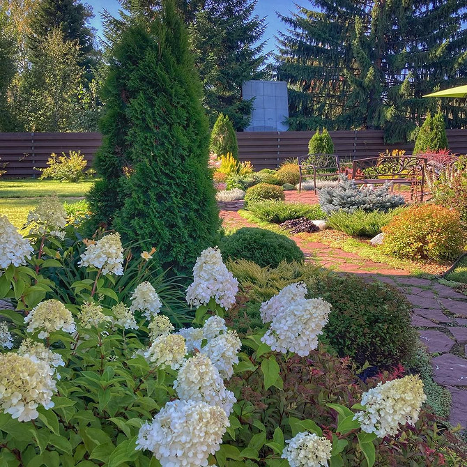 Формування туї: приклад креативної стрижки кущів для сучасного дизайну саду.