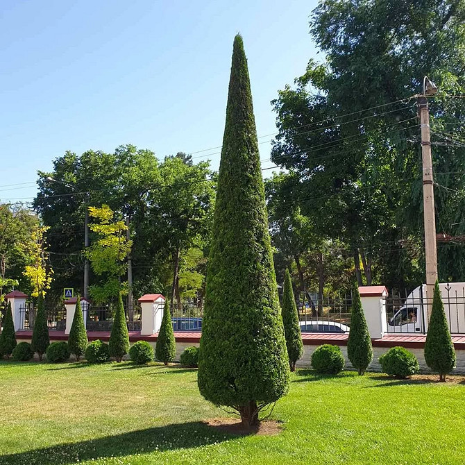 Хвойні дерева туї в ландшафтному дизайні: ідеї для посадки та озеленення.