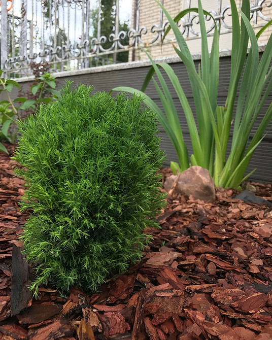 Туя в ландшафтному дизайні: гармонійне розташування та поєднання з іншими рослинами на ділянці.