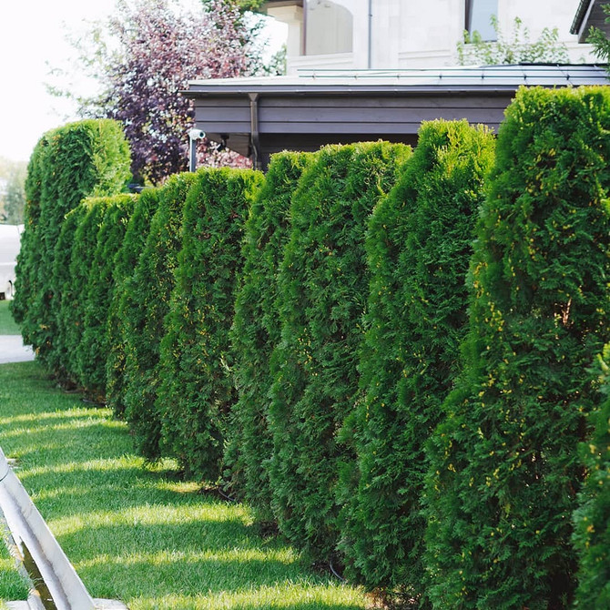 Туя в ландшафтному дизайні: гармонійне поєднання з іншими рослинами на ділянці