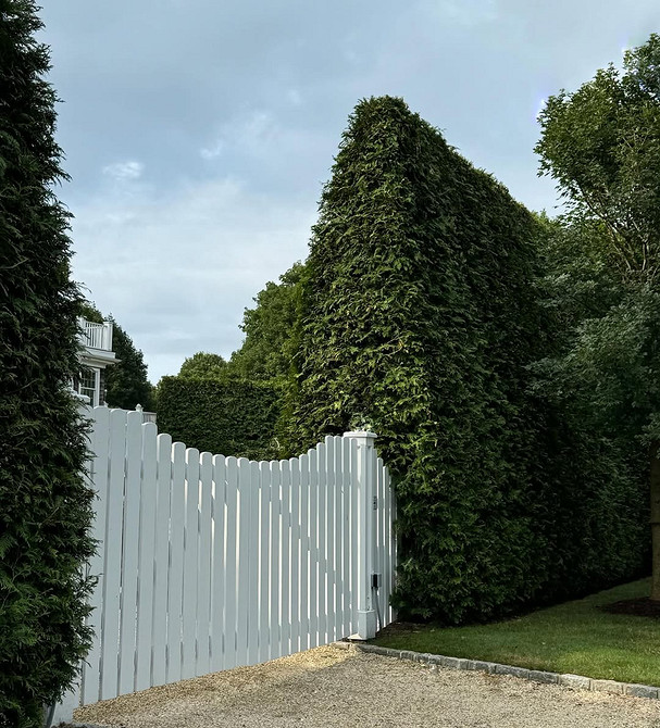 Туя в ландшафтному дизайні: приклади використання вічнозелених туй в садових композиціях.