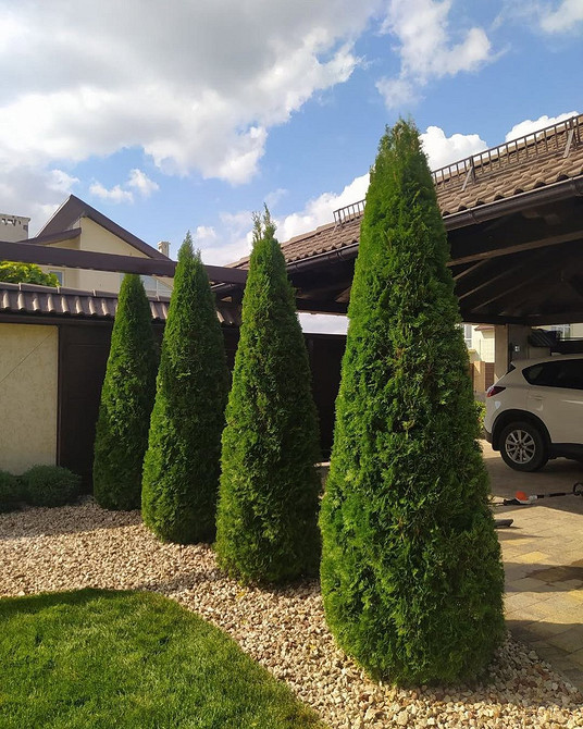 Топіарна стрижка туї: створення унікальних форм для прикраси саду