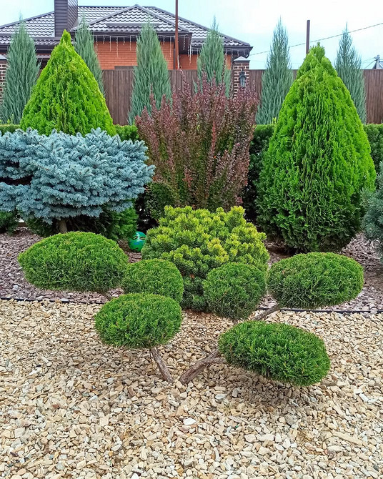 Використання туї в ландшафтному дизайні: формування живої огорожі з хвойних рослин.