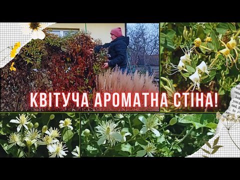Вертикальне озеленення ліанами: Жимолость капріфоль та Клематис - Квітуча стіна своїми руками! - 9 - SeWerIn