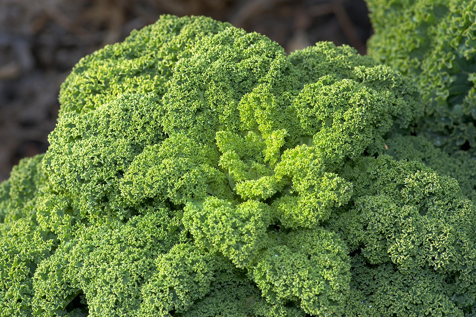 Фотографії різних сортів капусти з назвами та описами для вирощування та збалансованого харчування.