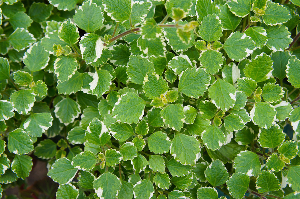 Фотографія саду, де ростуть різні види м'яти, як приклад ландшафтного дизайну