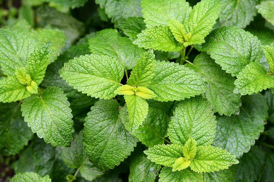 Колаж з фотографій різних видів м'яти та їх застосування в кулінарії та медицині