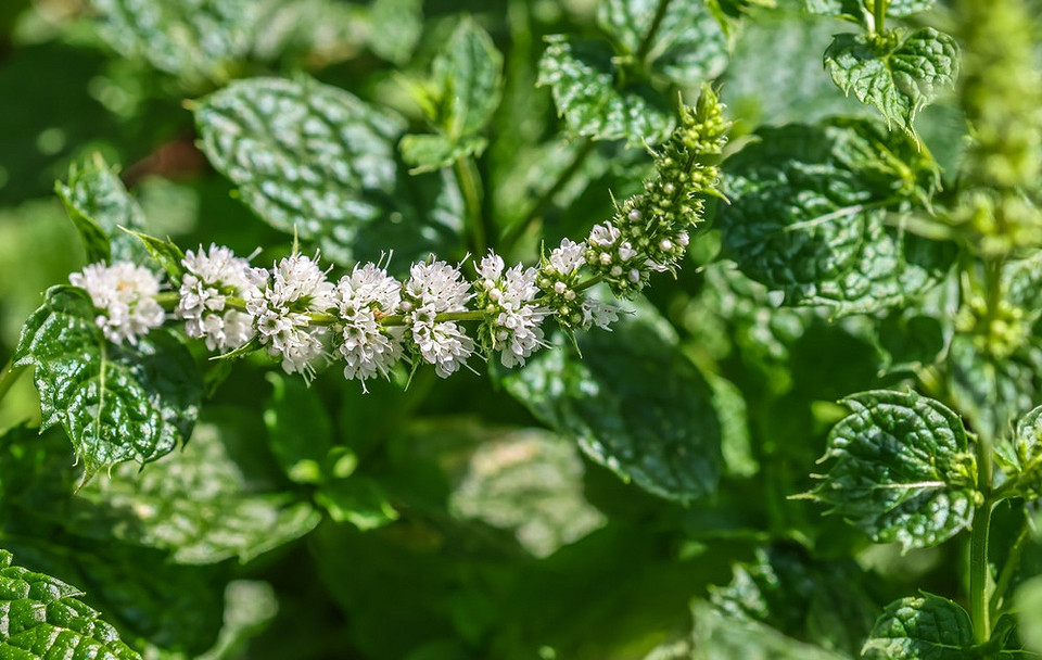 Фотографія використання м'яти в кулінарії: прикраса десертів та додавання до напоїв