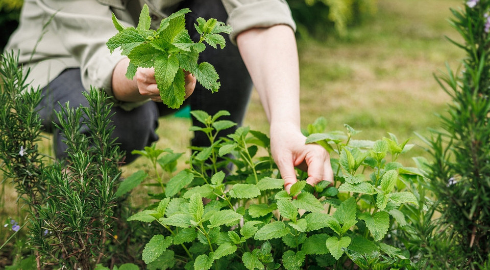 Фотографія різних видів м'яти: популярні сорти для кулінарії та вирощування в саду