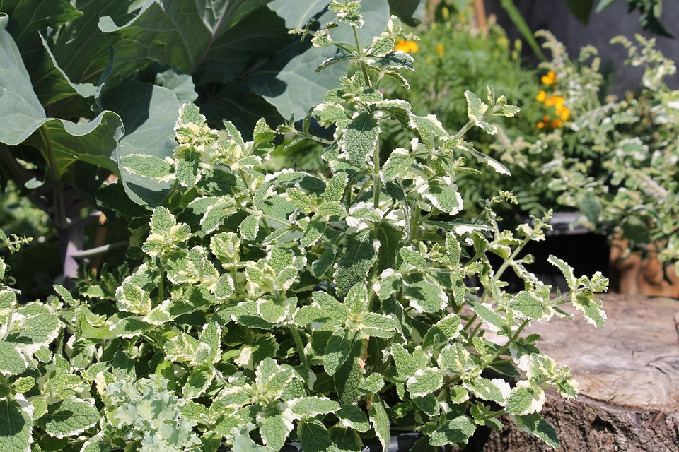 Ілюстрація процесу вирощування м'яти: посадка, догляд, збір врожаю корисних трав