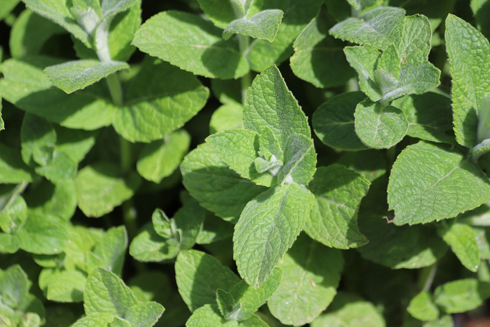 Зображення різних видів м'яти, що використовуються в народній медицині, та їхні властивості