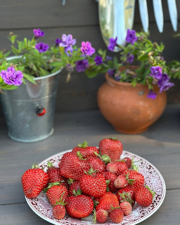 Саджанці земклуніки Діана, готові до висадки для успішного вирощування в саду.