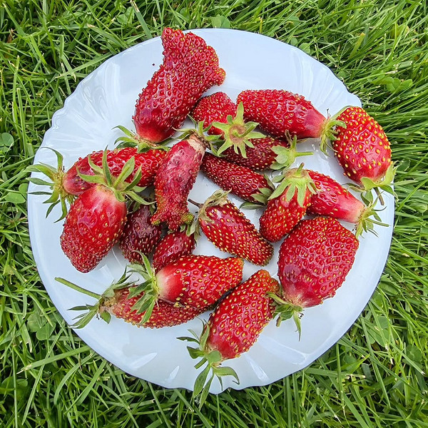 Різноманітні сорти земклуніки: соковиті ягоди для успішного вирощування в саду.