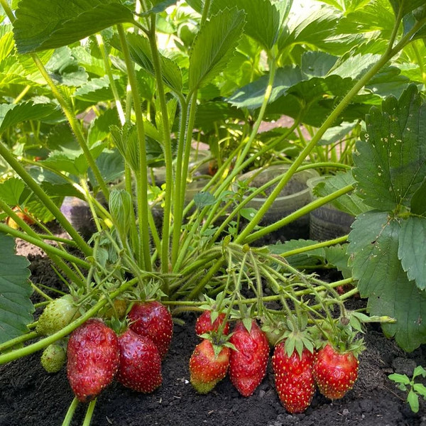 Вирощування земклуніки: догляд та поради для отримання смачних та солодких ягід