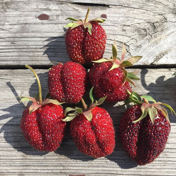 Опис земклуніки: особливості гібриду, ранні та солодкі сорти для вашого саду