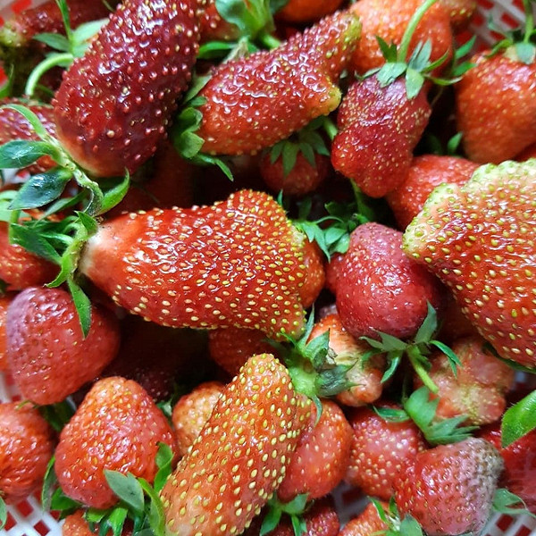 Фото саджанців земклуніки в горщиках, готові до висадки, гібрид полуниці.