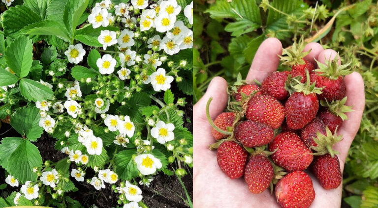 Земклуніка: секрети вирощування та найкращі сорти для вашого саду. — Земклуніка вирощування