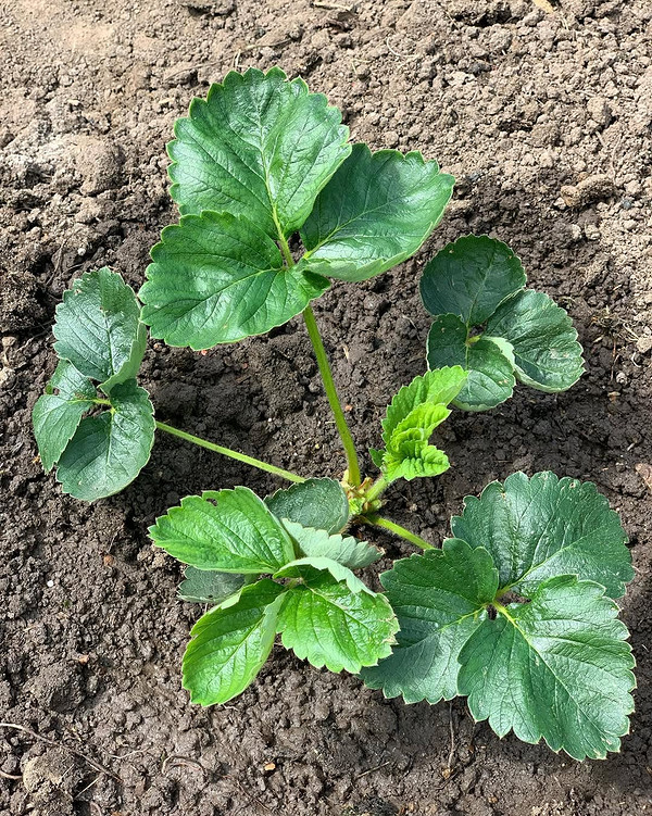 Сорти земклуніки: крупні ягоди на кущі, готові до збору, солодкий смак