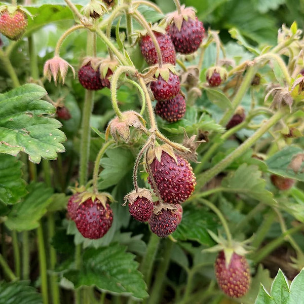 Сорти земклуніки: вирощування солодких та ранніх гібридів, опис ягід