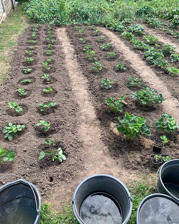 Ряди стиглої земклуніки на грядці, готової до збору, вирощування земклуніки