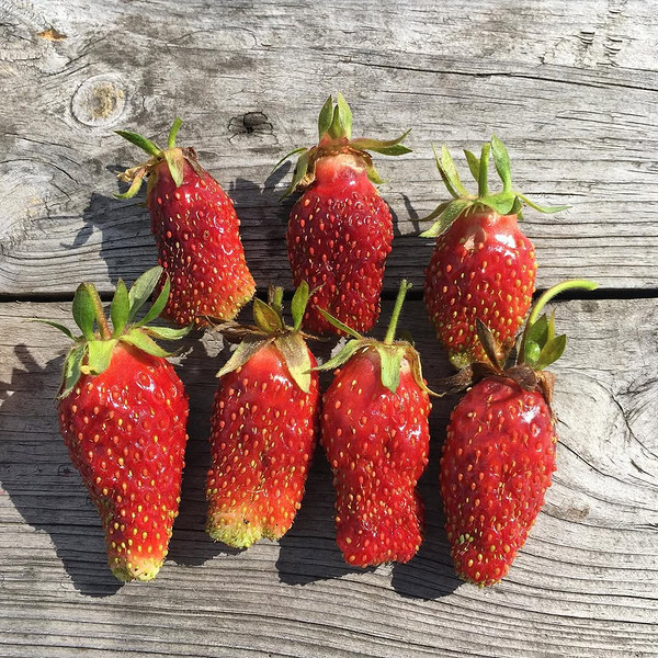 Ягоди земклуніки, сорт Купчиха: великі, темні та ароматні, ідеальні для вирощування.