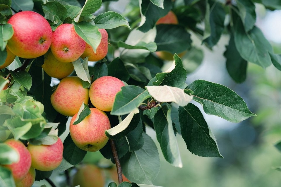 Осіння обрізка рослин: інструменти та поради для правильного догляду за садом.