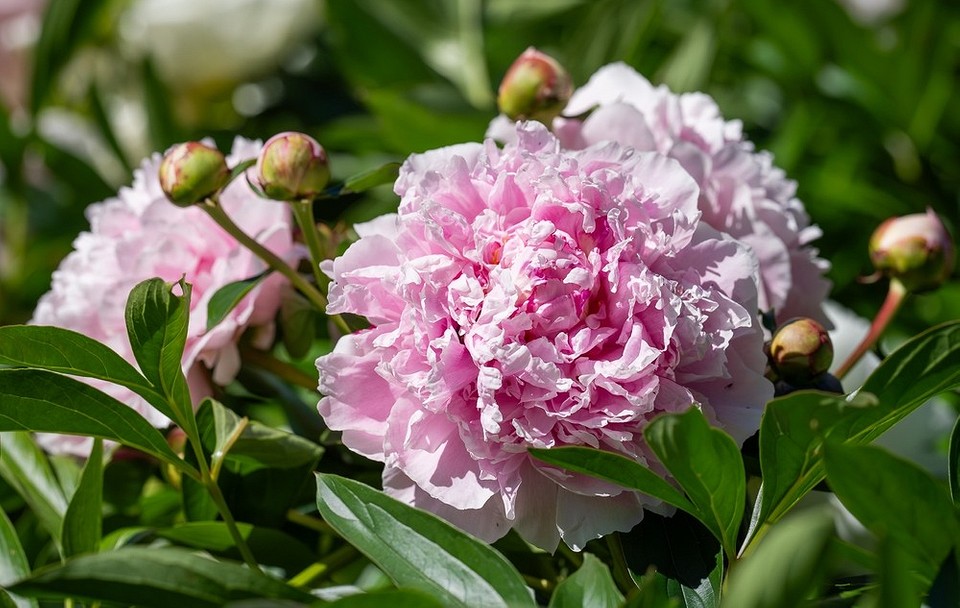 Догляд за садом восени: обрізка рослин для здорового росту в 2026 році.