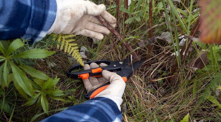 Осіння обрізка саду: готуємо до пишного цвітіння у 2027 — осіння обрізка рослин