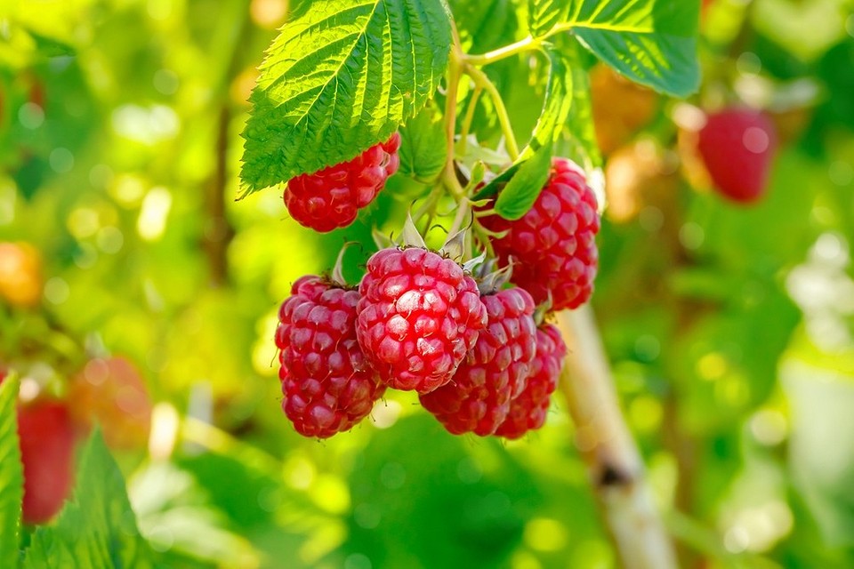 Осіння обрізка троянд: готуємо кущі до зими і пишного цвітіння у 2027.