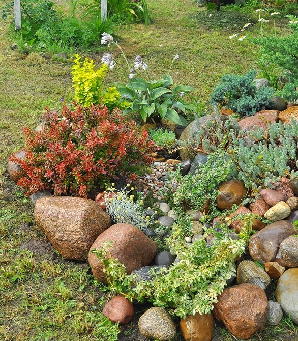 Ідея для альпінарію з використанням хвойних рослин та великих каменів.