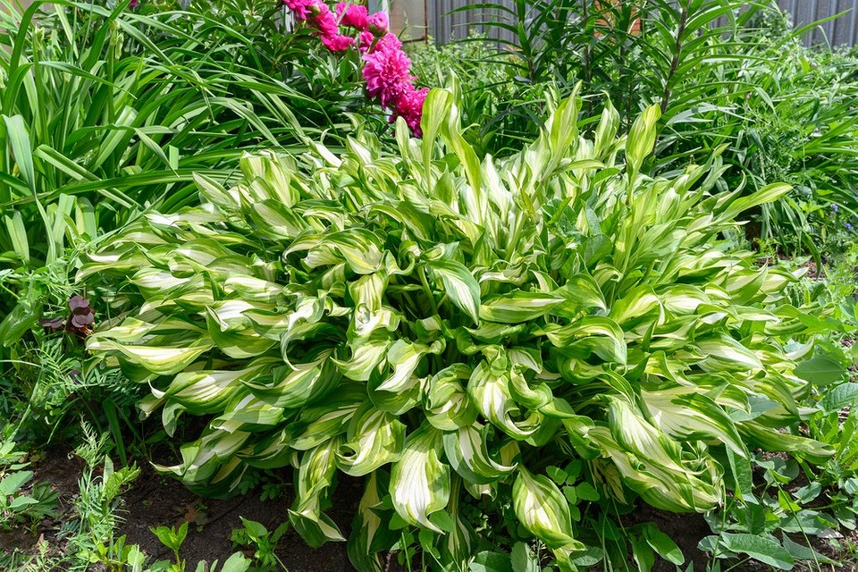 Красиві невибагливі квіти для осінньої посадки в тіньових ділянках саду